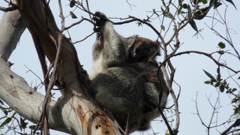 Koala